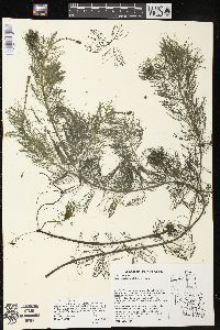 Myriophyllum sibiricum image