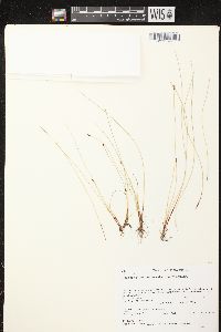 Eleocharis quinqueflora image