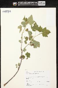 Ribes hudsonianum image