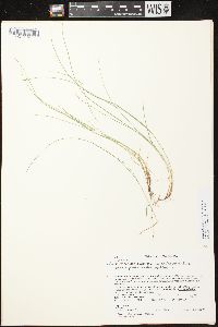 Carex leptalea subsp. leptalea image