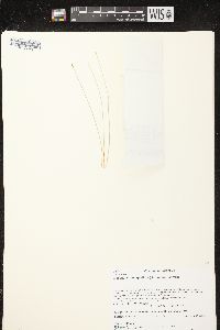 Eleocharis quinqueflora image