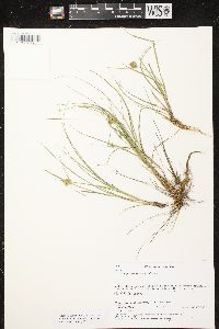 Carex sychnocephala image