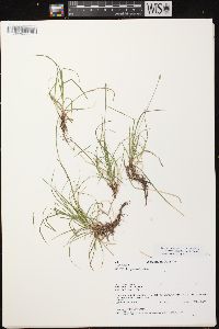 Carex peckii image