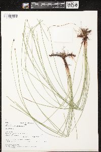 Eleocharis compressa var. compressa image