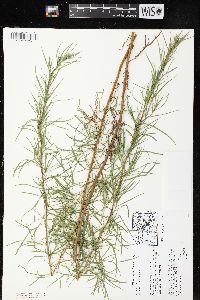 Artemisia dracunculus image