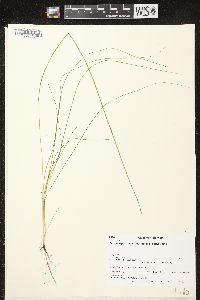 Schoenoplectus subterminalis image