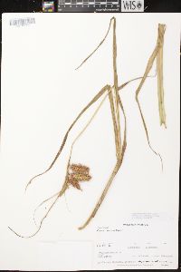 Carex comosa image