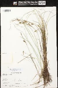 Carex tetanica image