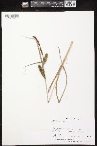 Carex lacustris image