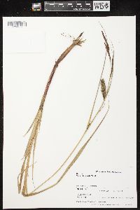 Carex lacustris image