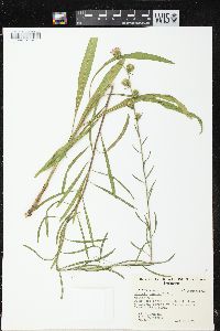 Liatris aspera image