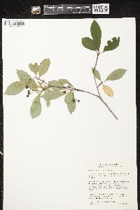 Aronia melanocarpa image