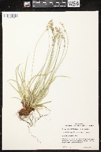 Carex communis var. communis image