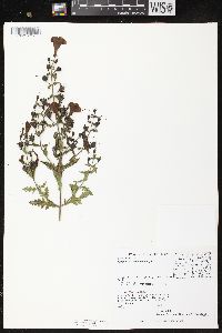 Aureolaria pedicularia image