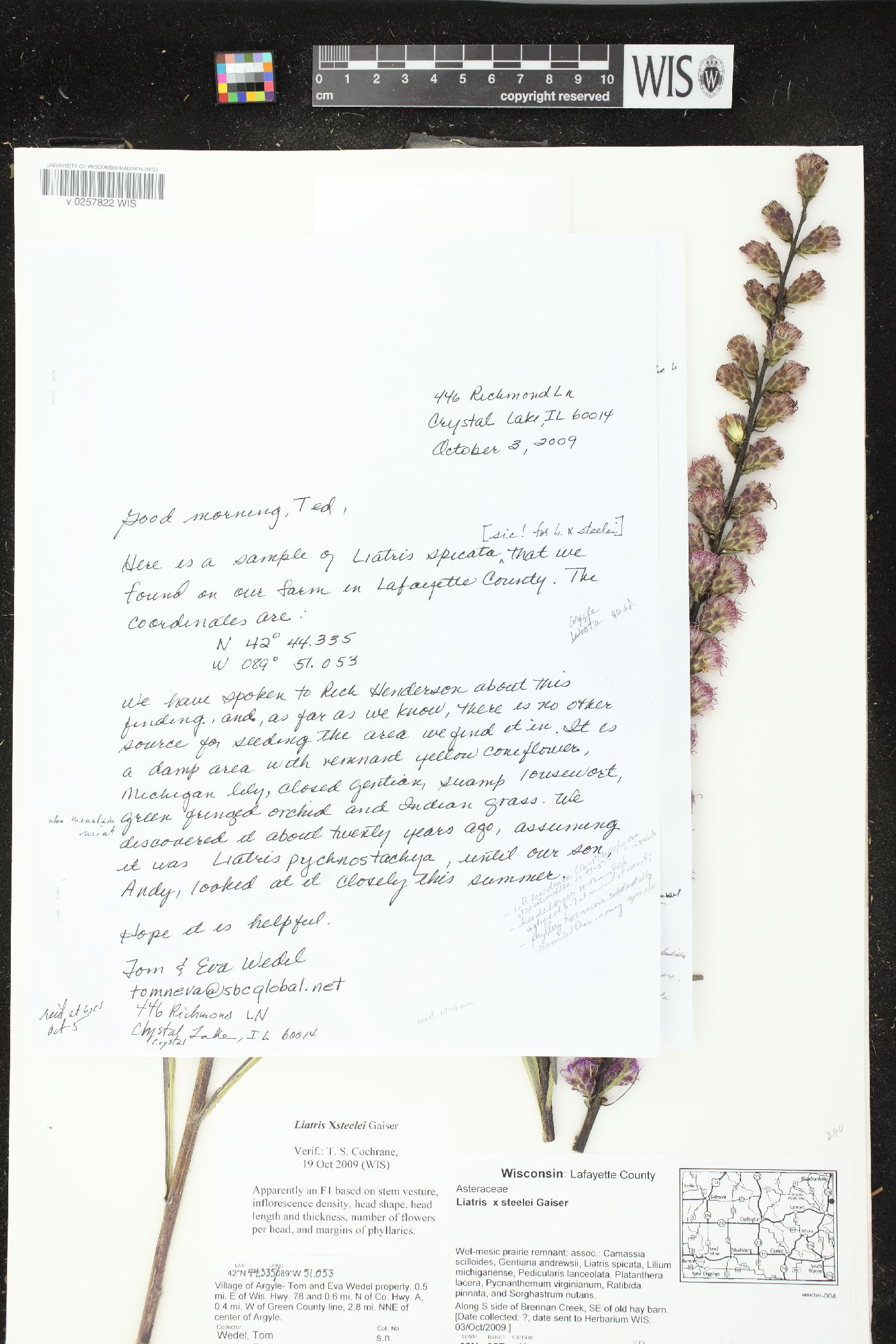 Liatris × steelei image