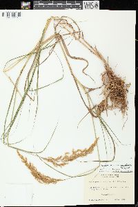 Calamagrostis canadensis var. canadensis image