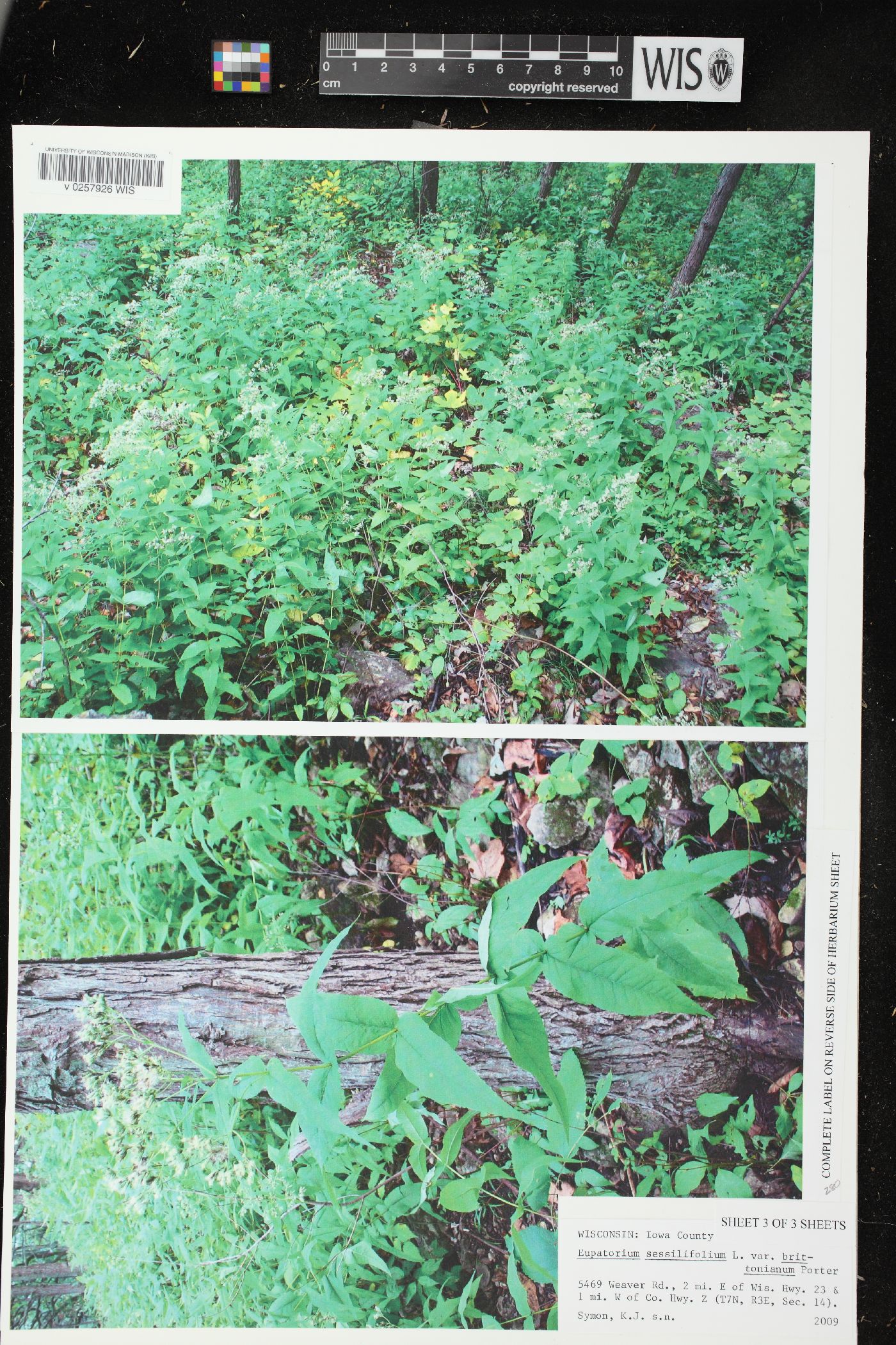 Eupatorium sessilifolium var. brittonianum image