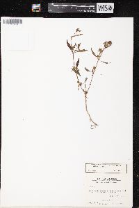 Bidens tripartita image