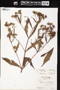 Bidens tripartita image