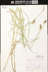 Carex projecta image