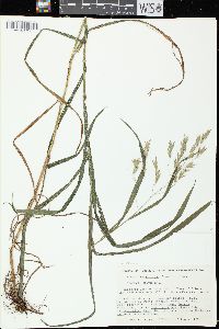 Bromus latiglumis image