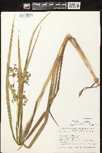 Scirpus microcarpus image