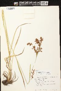 Scirpus pendulus image