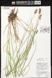 Carex tribuloides var. tribuloides image