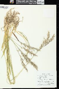 Avenula pubescens image