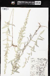 Artemisia ludoviciana subsp. ludoviciana image