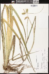 Carex comosa image