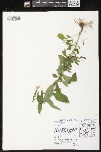 Mimulus ringens var. ringens image