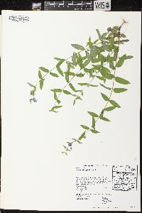 Scutellaria galericulata image