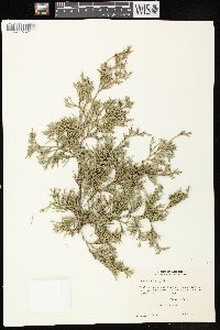 Juniperus virginiana var. virginiana image