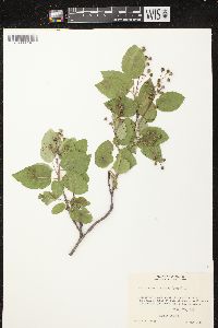 Amelanchier sanguinea image