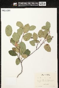 Amelanchier sanguinea image