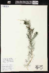 Myriophyllum spicatum image