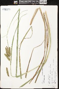 Carex comosa image