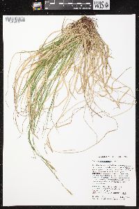 Carex assiniboinensis image