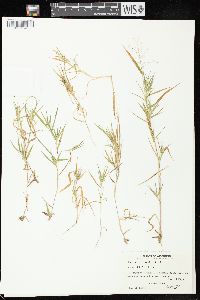 Dichanthelium acuminatum subsp. implicatum image