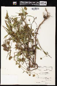 Bidens tripartita image