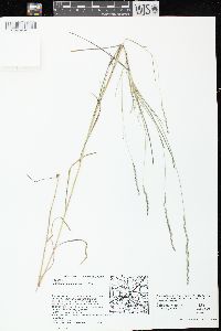 Muhlenbergia mexicana image