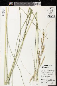 Spartina pectinata image