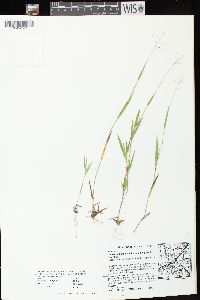 Dichanthelium acuminatum subsp. implicatum image