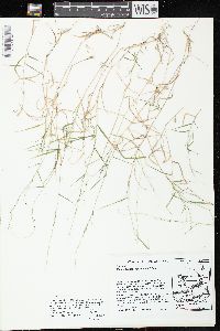 Muhlenbergia schreberi image