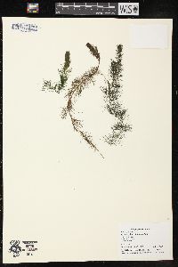 Myriophyllum sibiricum image