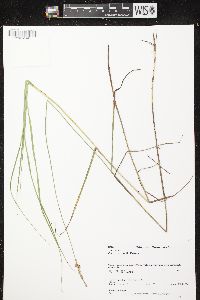 Carex sartwellii image