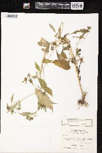 Bidens tripartita image