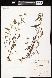 Bidens tripartita image