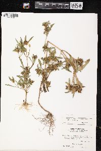 Bidens tripartita image